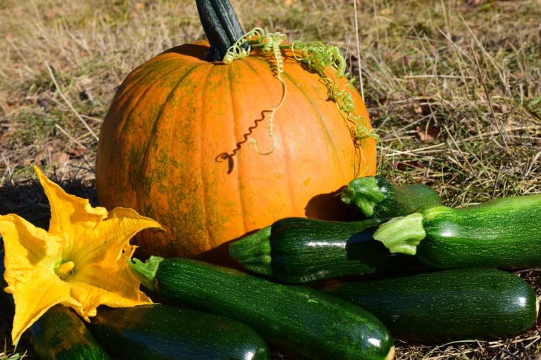 Warzywa sezonowe w Naszej Diecie – jesień to czas na dynie i cukinie!