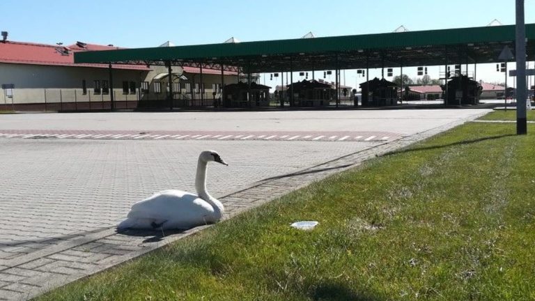 Nietypowy podróżny na przejściu