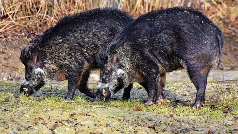 Będą dodatkowe odłownie dzików