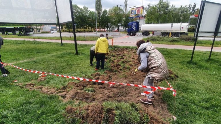 W Ostródzie powstaje pierwsza łąka kwietna