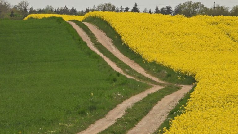 Partnerzy Krajowej Sieci Obszarów Wiejskich z dofinansowaniem