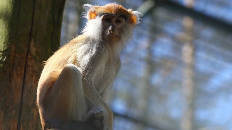 Gdańskie ZOO otwiera się na zwiedzających