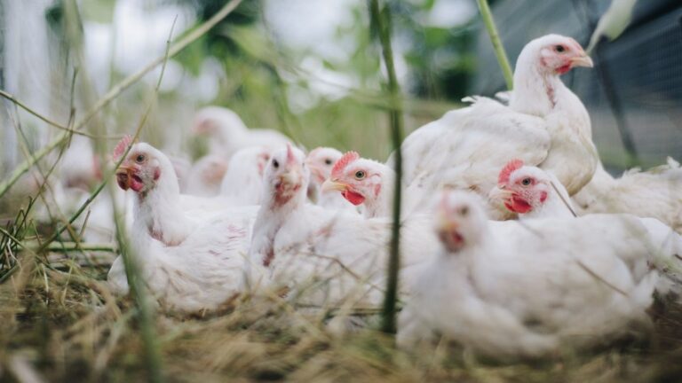 Komunikat powiatowego lekarza weterynarii w Kościerzynie