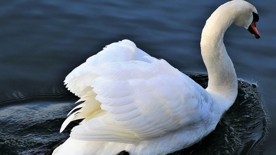 csm_labadz_45eba03d2e