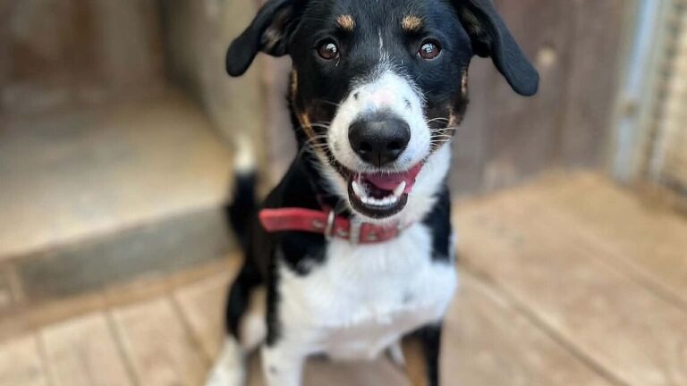 Dzień psa zachęca do&nbsp;adopcji